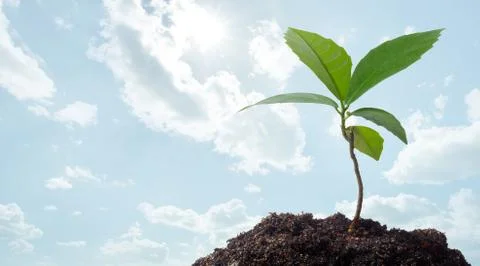 New life Stock Photos