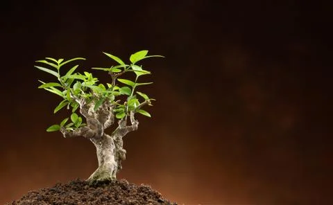 New life Stock Photos