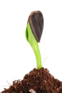 New life Stock Photos