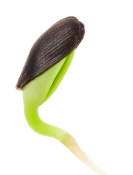 New life Stock Photos