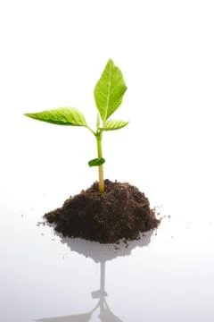 New life Stock Photos