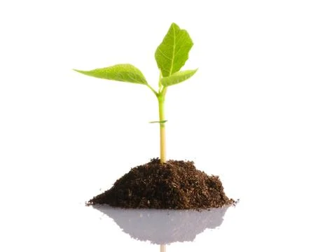 New life Foto stock