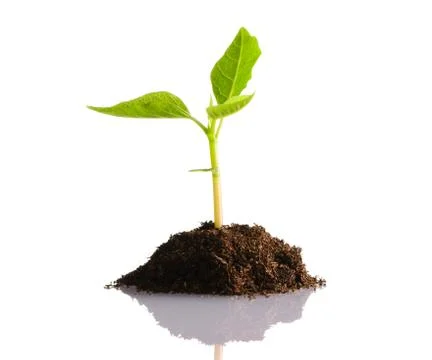 New life Stock Photos