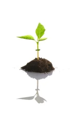 New life Stock Photos