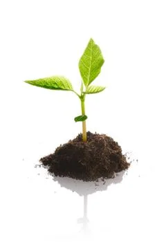 New life Stock Photos