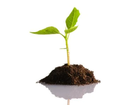 New life Stock Photos