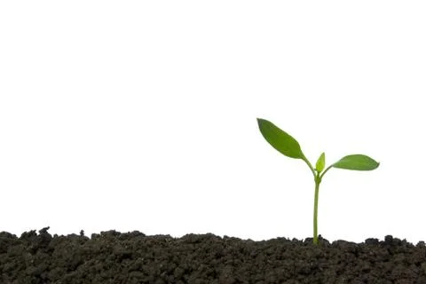 New life Stock Photos