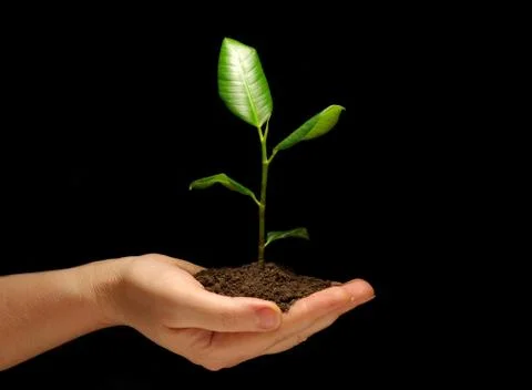 New life Foto stock