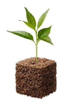 New life Stock Photos