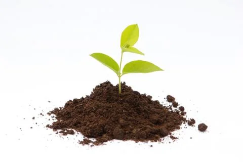 New life Stock Photos