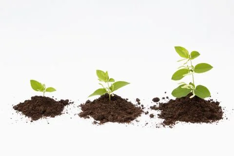 New life Stock Photos