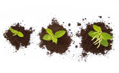 New life Stock Photos