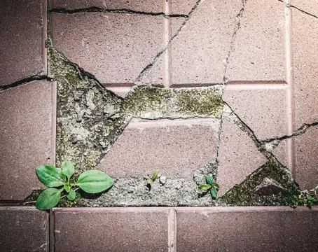 New life Stock Photos