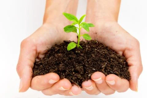 New life. Stock Photos