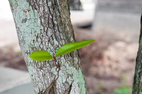 A New Life Stock Photos