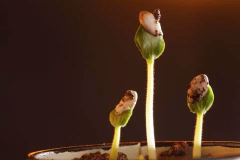 New life 스톡 사진