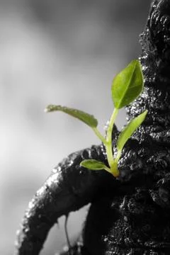 New life Stock Photos