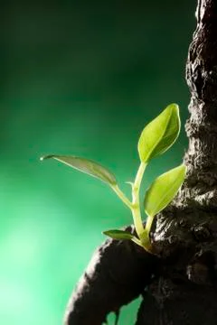 New life Stock Photos