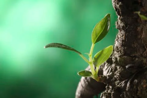 New life 스톡 사진