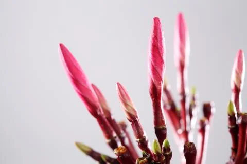 New life Stock Photos