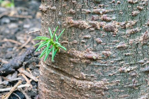 New Life Stock Photos