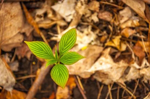 New life in the spring Stock Photos