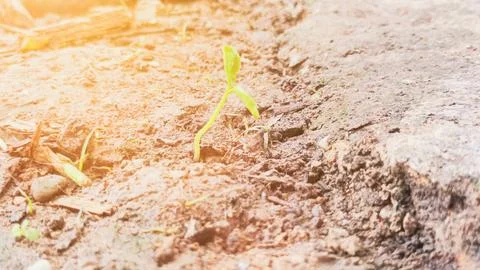 New Life Sprouting Stock Photos