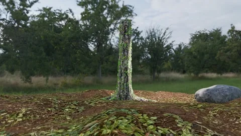 New Life Sprouting from Thin Tree Stump in Wild Forest 3D Animation Stock Footage 341155517