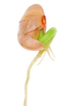 New life String bean sprout close-up isolated on white background Copyrigh... Stock Photos