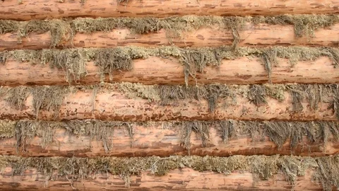 New log wall, moss not yet caulked, background Stock Footage 118903597