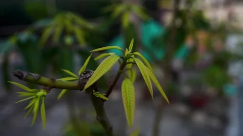 New mango leaves on the mango tree footage Stock Footage 293517415