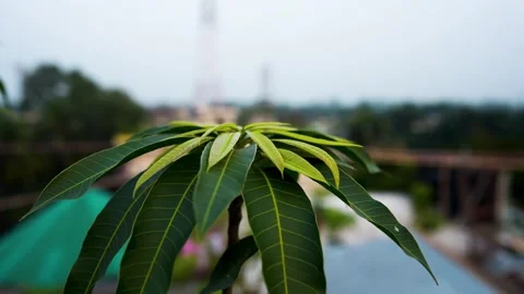 New mango leaves on the mango tree Stock Footage 293517481