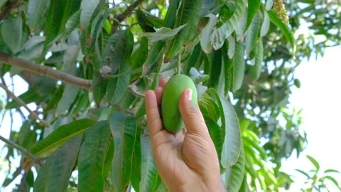 New mango production in summer Stock Footage 194315265