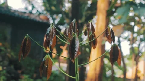 A new mango tree grows with its leaves still red Stock Footage 240267531
