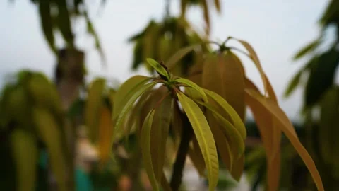 New mango tree leaves view sunset time Stock Footage 293517547