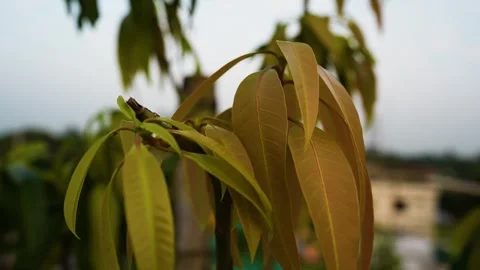 New mango tree leaves view Stockbeeldmateriaal 293517593