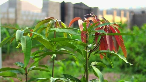 New Mango Tree With Red Flush of Leaves in Nigerian Backyard Garden Stock Footage 339069279