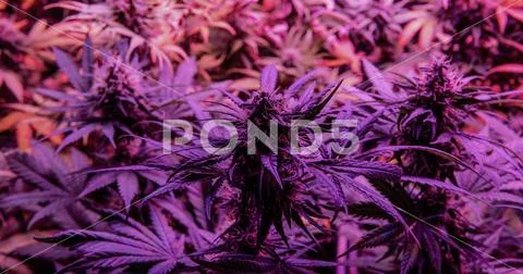 New marijuana strains for medical use in 2020. Cannabis culture in the world Stock Photos
