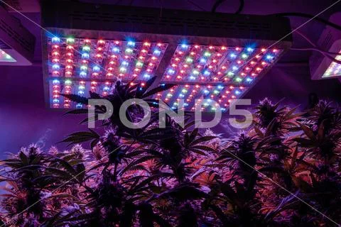 New marijuana strains for medical use in 2020. Cannabis culture in the world Stock Photos