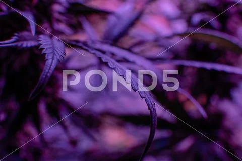 New marijuana strains for medical use in 2020. Cannabis culture in the world Stock Photos