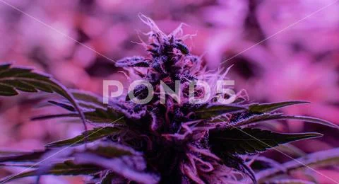 New marijuana strains for medical use in 2020. Cannabis culture in the world Stock Photos
