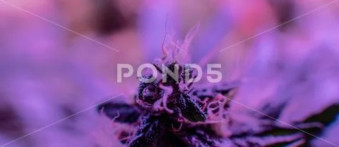 New marijuana strains for medical use in 2020. Cannabis culture in the world Stock Photos