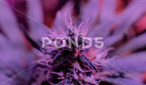 New marijuana strains for medical use in 2020. Cannabis culture in the world Stock Photos