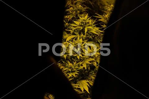 New marijuana strains for medical use in 2020. Cannabis culture in the world Stock Photos