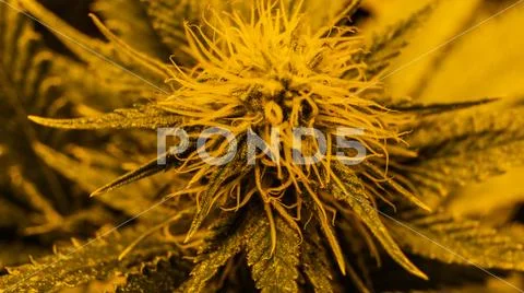 New marijuana strains for medical use in 2020. Cannabis culture in the world Stock Photos