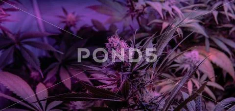 New marijuana strains for medical use in 2020. Cannabis culture in the world Stock Photos