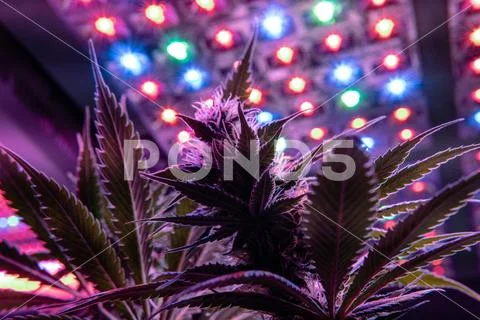 New marijuana strains for medical use in 2020. Cannabis culture in the world Stock Photos