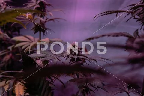 New marijuana strains for medical use in 2020. Cannabis culture in the world Stock Photos