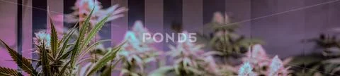 New marijuana strains for medical use in 2020. Cannabis culture in the world Stock Photos