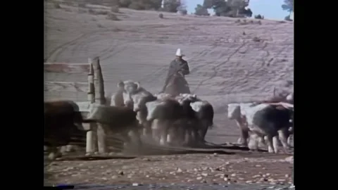 NEW MEXICO - 1977 - Mescalero Apache ranchers round up their cattle and go 库存影片 296404155